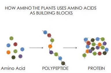 Esta imagem possuí um atributo alt vazio; O nome do arquivo é Amino-Acid-plus-Fertilizer.jpg