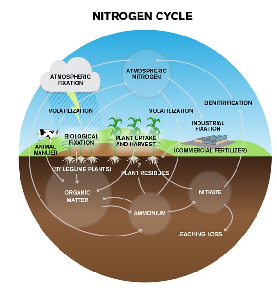 Esta imagem possuí um atributo alt vazio; O nome do arquivo é nitrogen-cycle.jpg